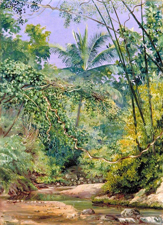 Bamboos, Cocoa Nut Trees and Other Vegetation in the Bath Valley, Jamaica, vintage artwork by Marianne North, 12x8" (A4) Poster