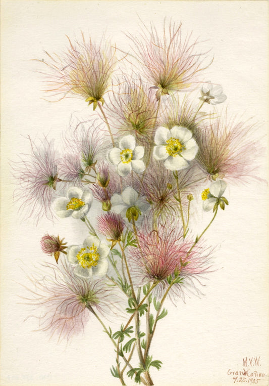 Apache Plume (Fallugia paradoxa), vintage artwork by Mary Vaux Walcott, 12x8" (A4) Poster