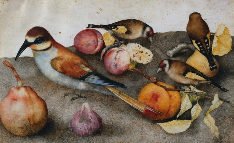 Still Life with Birds and Fruit, vintage artwork by Giovanna Garzoni, 12x8" (A4) Poster
