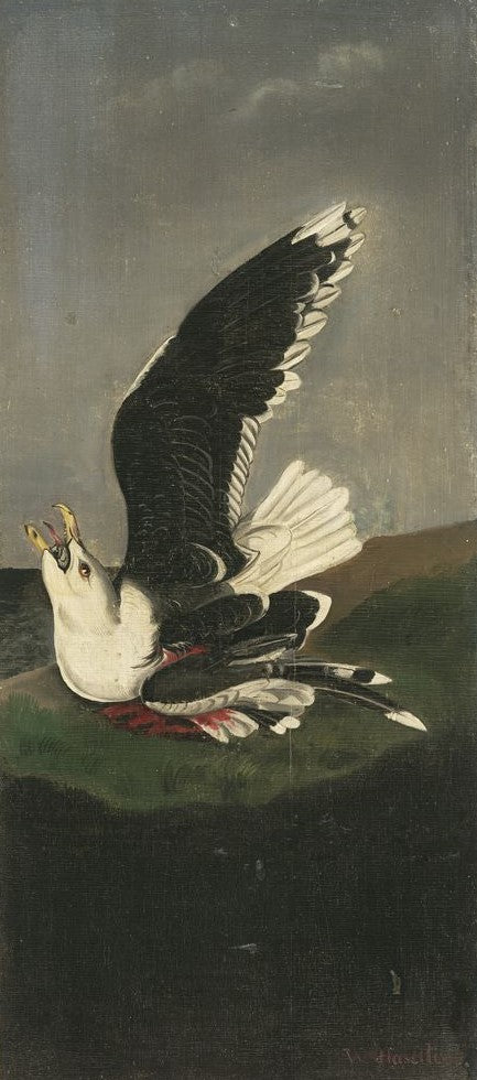 Great Black-backed Gull, after Audubon, vintage artwork by William Stanley Haseltine, 12x8" (A4) Poster