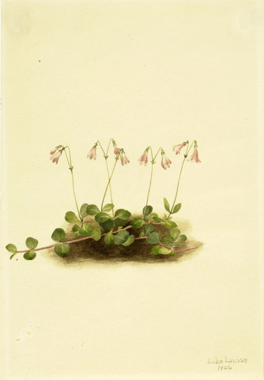 American Twinflower (Linnaea borealis americana), vintage artwork by Mary Vaux Walcott, 12x8" (A4) Poster