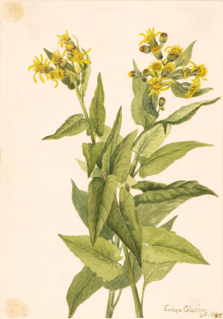 Arrowleaf Groundsel (Senecia triangularis), vintage artwork by Mary Vaux Walcott, 12x8" (A4) Poster