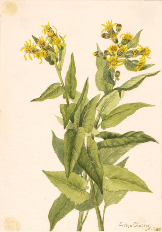 Arrowleaf Groundsel (Senecia triangularis), vintage artwork by Mary Vaux Walcott, 12x8" (A4) Poster