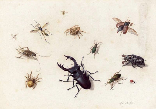 Studies of Insects and Spiders, Including a Large Stag Beetle, vintage artwork by Herman Henstenburgh, 12x8" (A4) Poster
