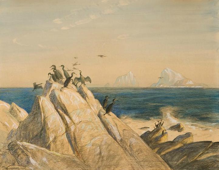 Seabirds, vintage artwork by Thorolf Holmboe, 12x8" (A4) Poster