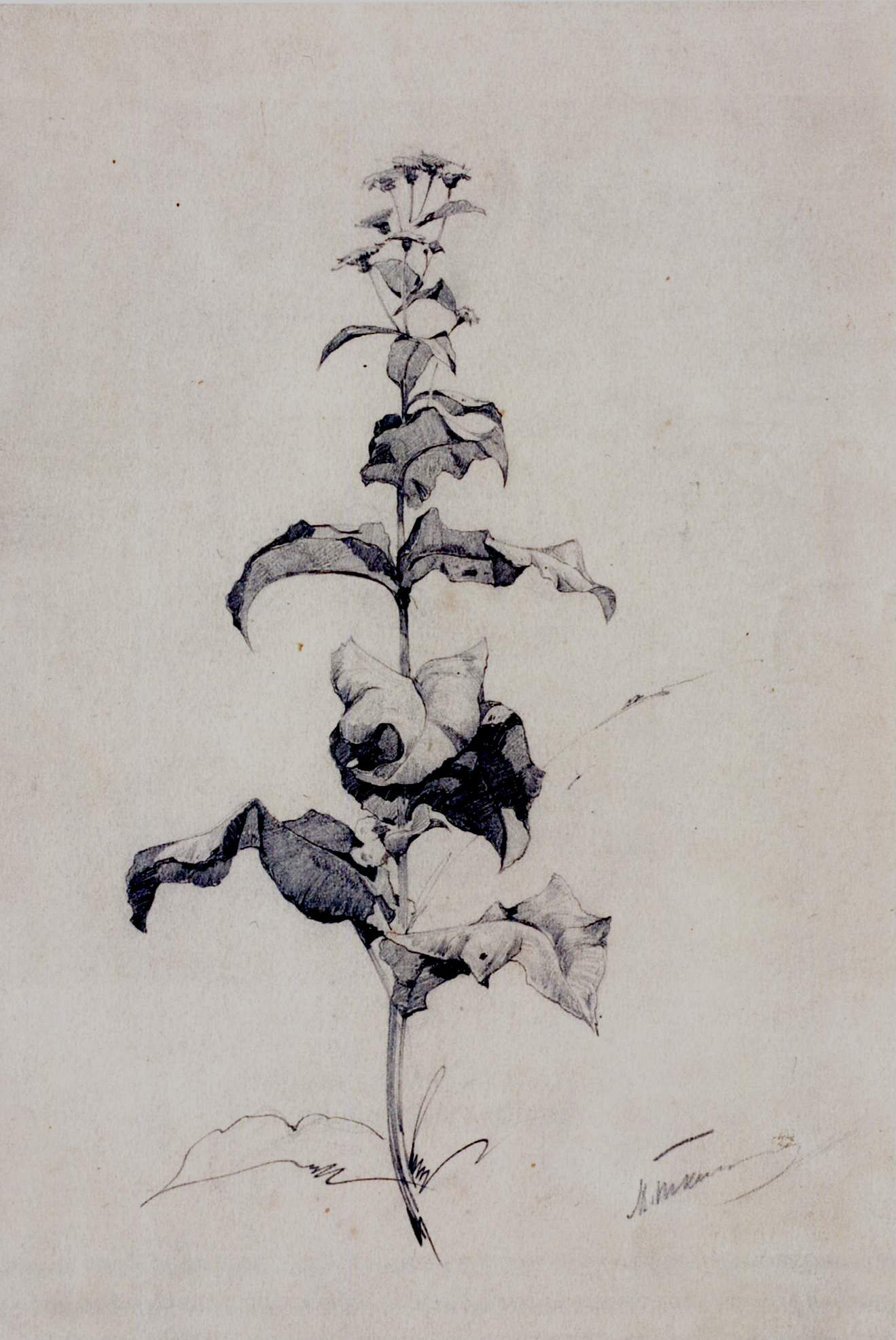 Study of a Flower by Mikhail Tkachenko,A3(16x12")Poster