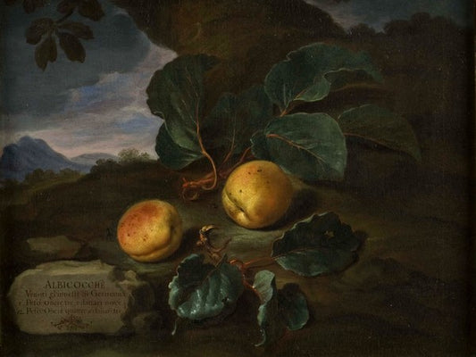 Albicocche di Germania, vintage artwork by Bartolomeo Bimbi, 12x8" (A4) Poster