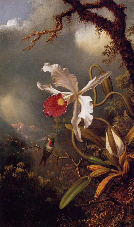An Amethyst Hummingbird with a White Orchid, vintage artwork by Martin Johnson Heade, A3 (16x12") Poster Print