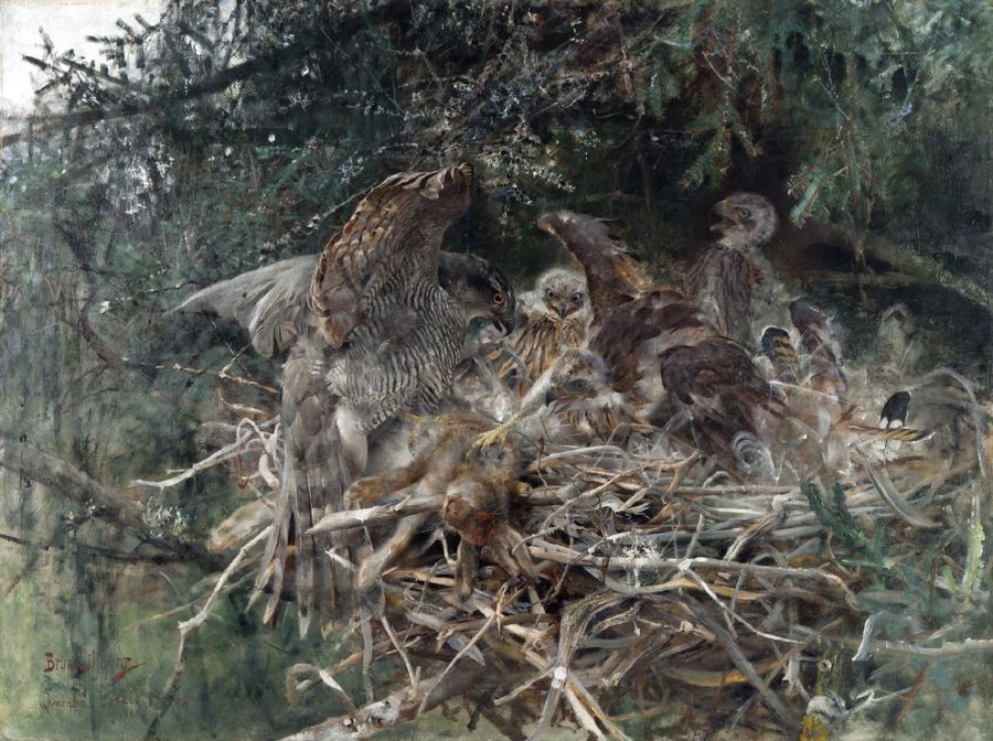 Hawk's Nest, vintage artwork by Bruno Liljefors, 12x8" (A4) Poster