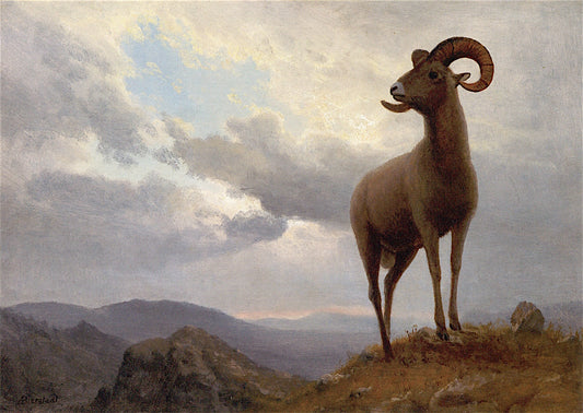 Bighorn Sheep, vintage artwork by Albert Bierstadt, 12x8" (A4) Poster