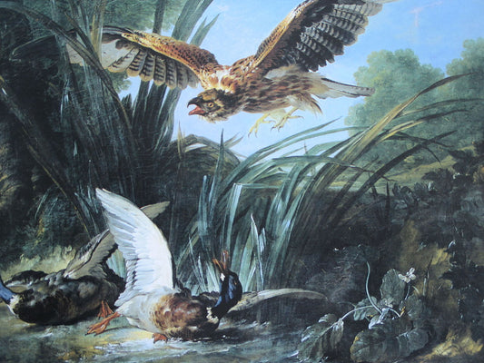 Bird of Prey Attacking Ducks, vintage artwork by Jean-Baptiste Oudry, 12x8" (A4) Poster
