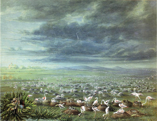 Ambush for flamingos in South America, vintage artwork by George Catlin, A3 (16x12") Poster Print