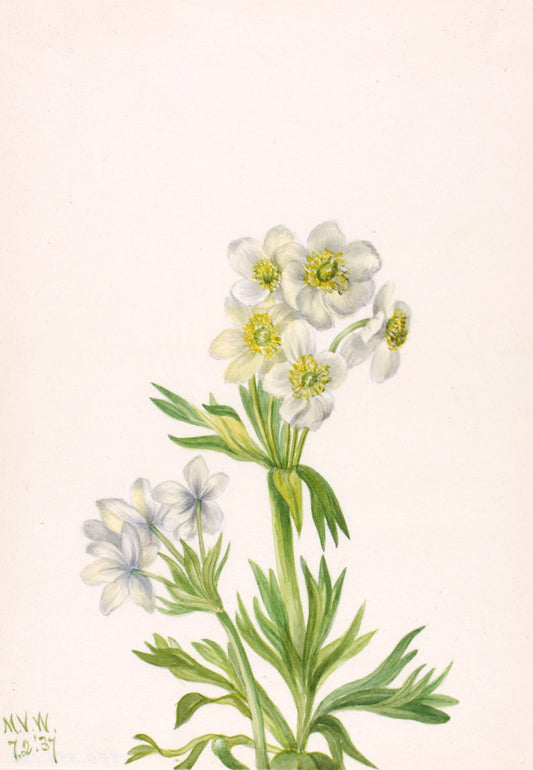 Anemone (Anemone zephyra), vintage artwork by Mary Vaux Walcott, 12x8" (A4) Poster