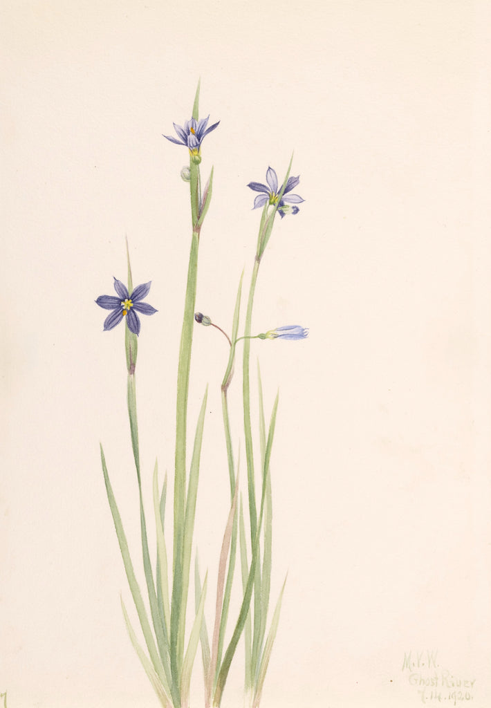 Blue-eyed-grass (Sisyrinchium angustifolium), vintage artwork by Mary Vaux Walcott, 12x8" (A4) Poster