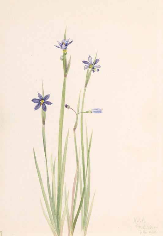 Blue-eyed-grass (Sisyrinchium angustifolium), vintage artwork by Mary Vaux Walcott, 12x8" (A4) Poster