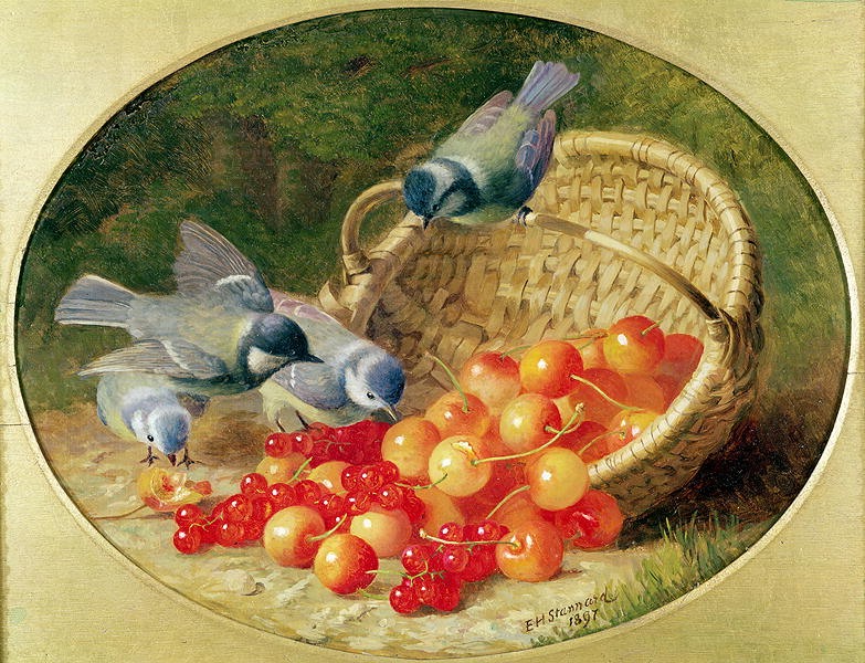 Bluetits pecking at cherries, vintage artwork by Eloise Harriet Stannard, 12x8" (A4) Poster
