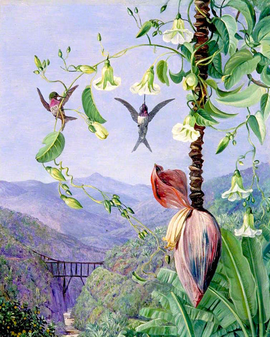The Aqueduct of Morro Velho, Brazil, vintage artwork by Marianne North, 12x8" (A4) Poster