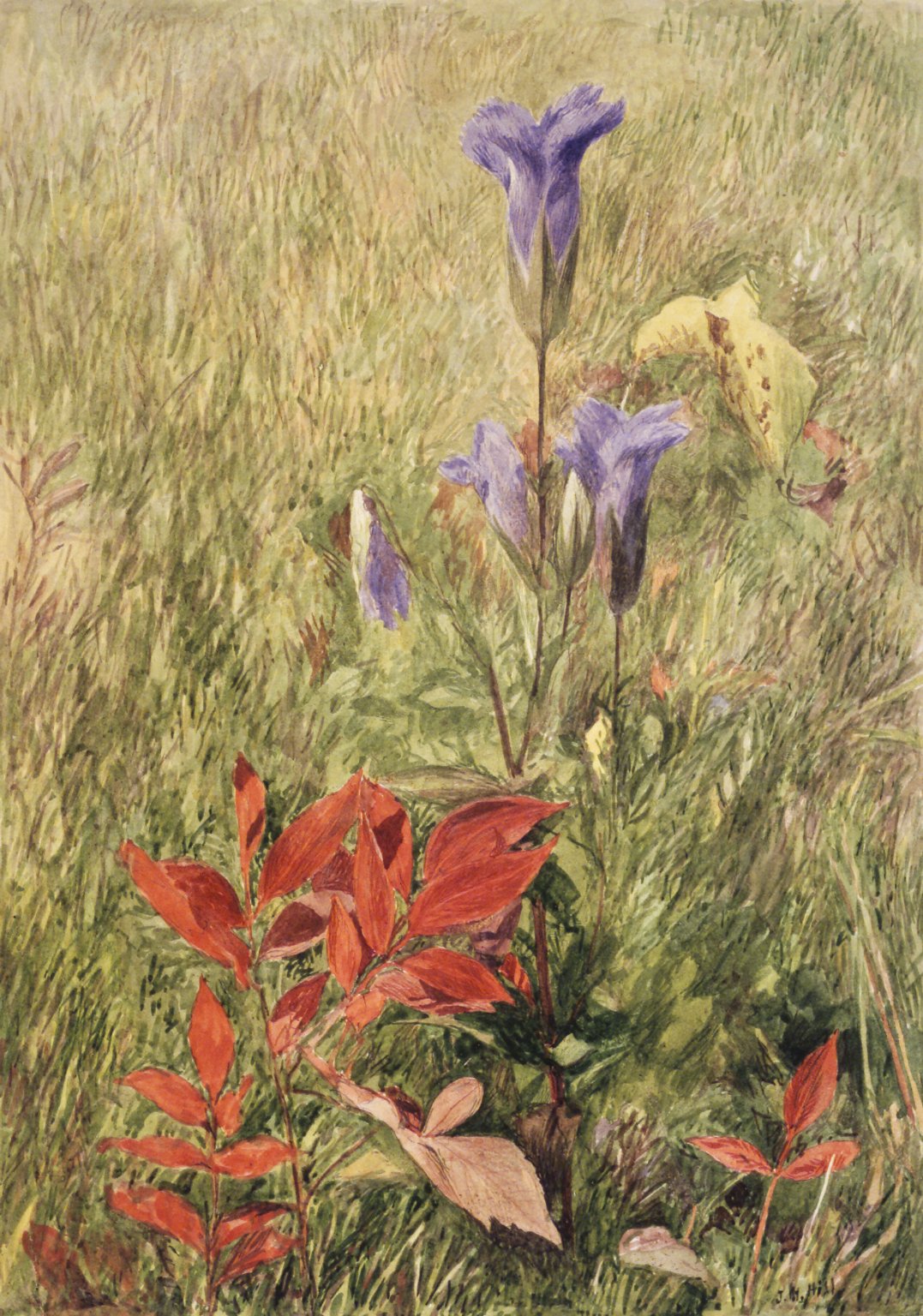 Fringed Gentians, vintage artwork by John Henry Hill, 12x8" (A4) Poster