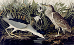 Night Heron or Quabird, vintage artwork by John James Audubon, 12x8" (A4) Poster