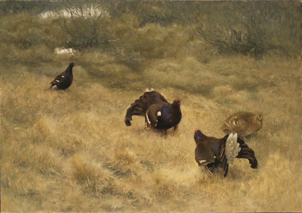 Blackgame in Springtime by Bruno Liljefors,A3(16x12")Poster