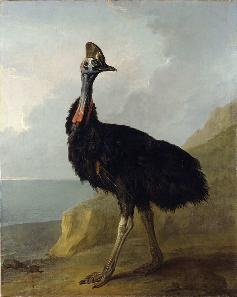 Cassowary, vintage artwork by Jean-Baptiste Oudry, 12x8" (A4) Poster