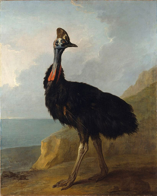 Cassowary, vintage artwork by Jean-Baptiste Oudry, 12x8" (A4) Poster