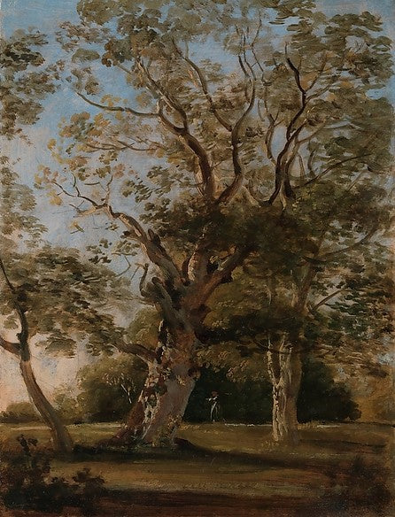 Beech Trees in the English Garden, Munich, vintage artwork by Johann Georg von Dillis, 12x8" (A4) Poster