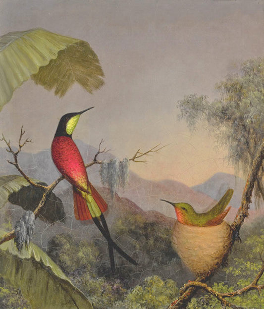 Crimson Topaz Hummingbird by  Palm Leaves, vintage artwork by Martin Johnson Heade, A3 (16x12") Poster Print