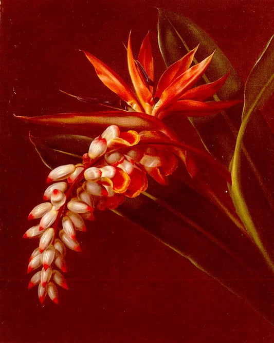 Bird Of Paradise, vintage artwork by Johan Laurentz (J.L.) Jensen, A3 (16x12") Poster Print