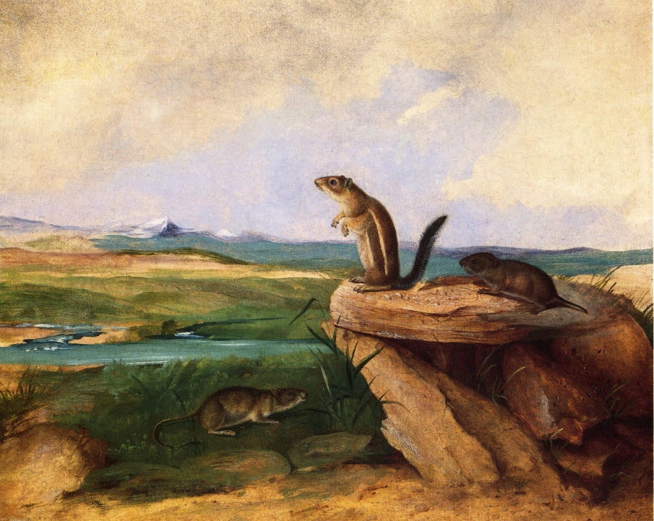 Harris Antelope Ground Squirrel, N.M. California Vole and Wood Rat, vintage artwork by John Woodhouse Audubon, A3 (16x12") Poster Print