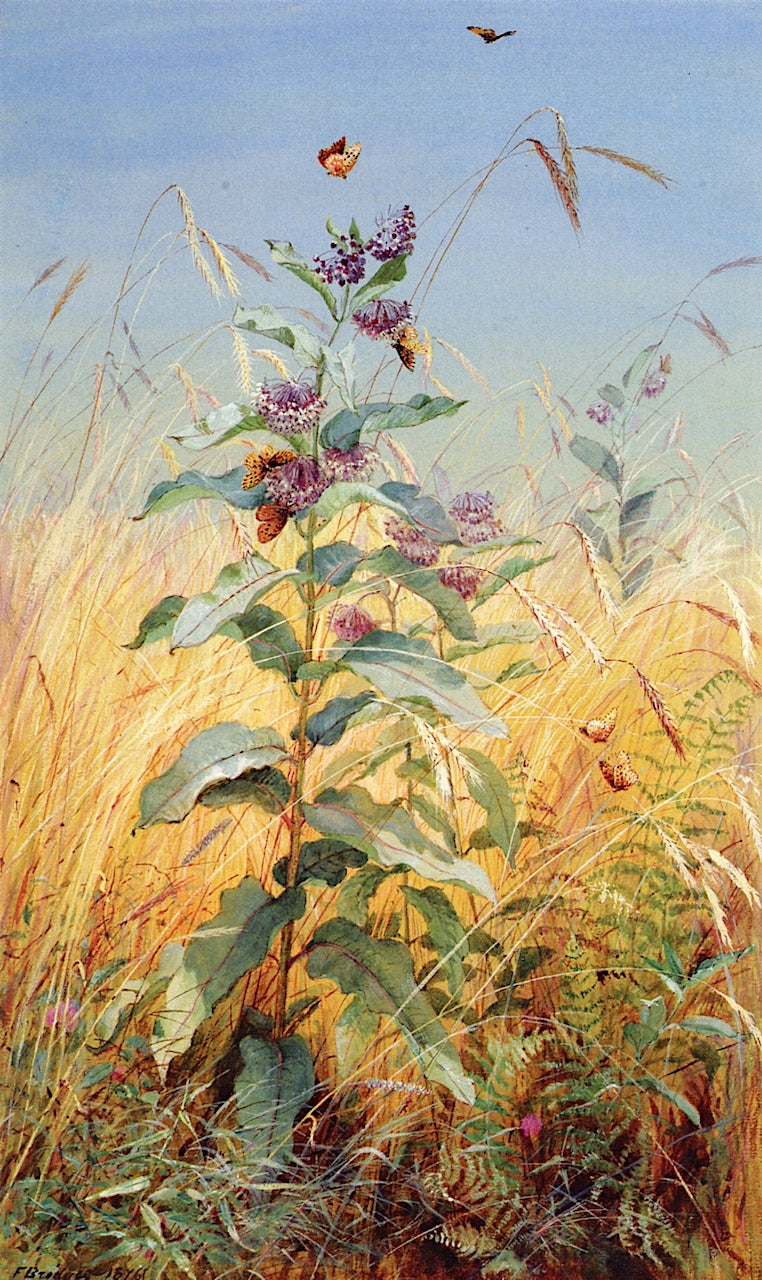 Milkweeds, vintage artwork by Fidelia Bridges, 12x8" (A4) Poster