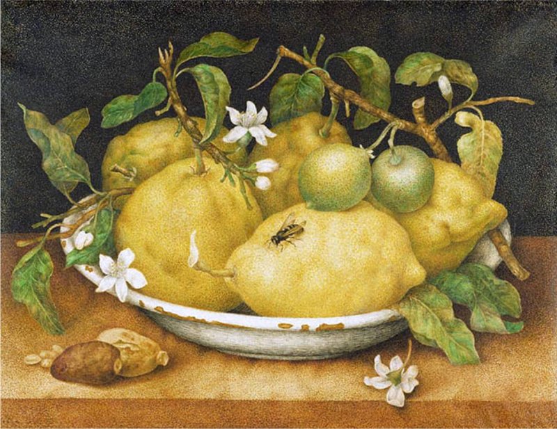 Still Life with a Bowl of Citrons, vintage artwork by Giovanna Garzoni, 12x8" (A4) Poster