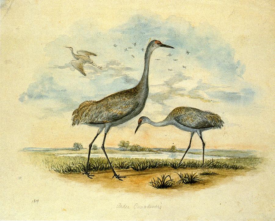 Sandhill Cranes, vintage artwork by Titian Ramsey Peale II, A3 (16x12") Poster Print