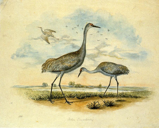 Sandhill Cranes, vintage artwork by Titian Ramsey Peale II, A3 (16x12") Poster Print