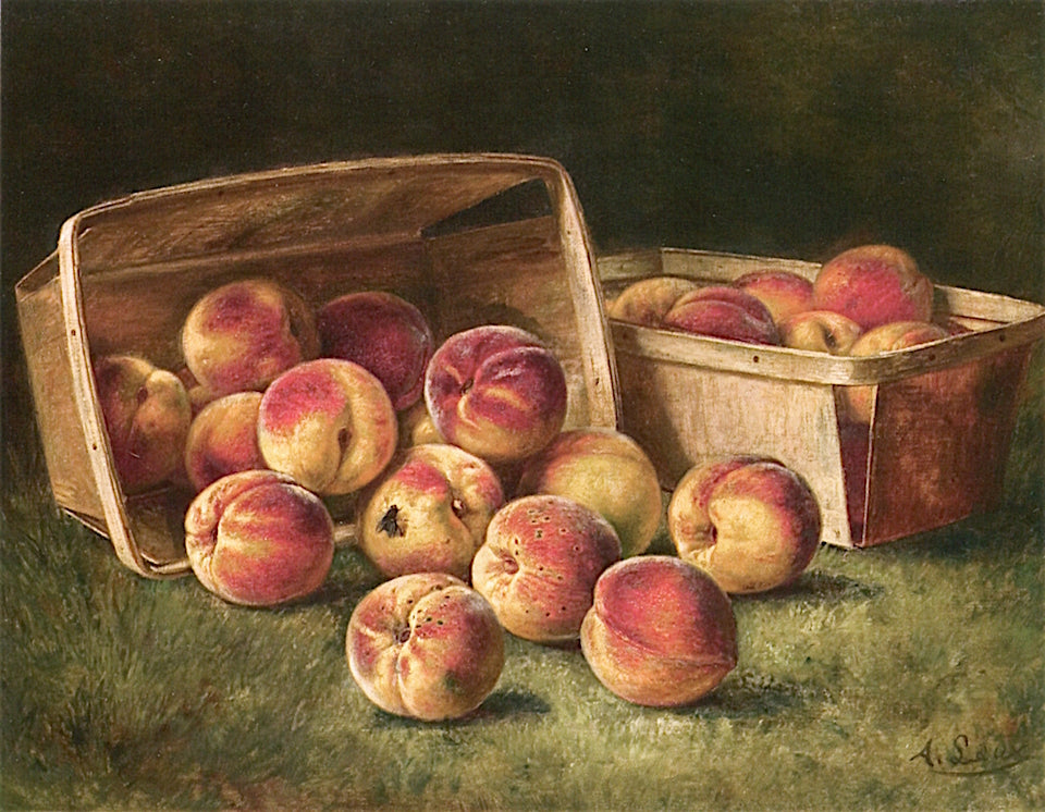 Basket of Peaches, vintage artwork by August Laux, 12x8" (A4) Poster