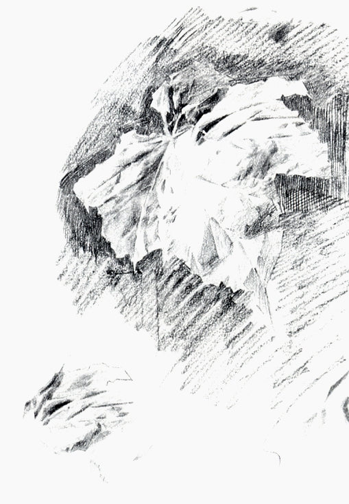 Begonia Leaf by Mikhail Vrubel,A3(16x12")Poster