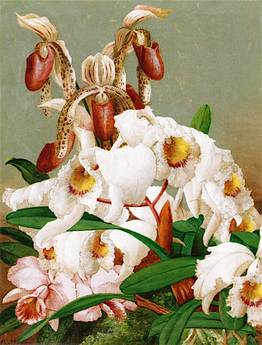 Orchids, vintage artwork by Charles Storer, A3 (16x12") Poster Print