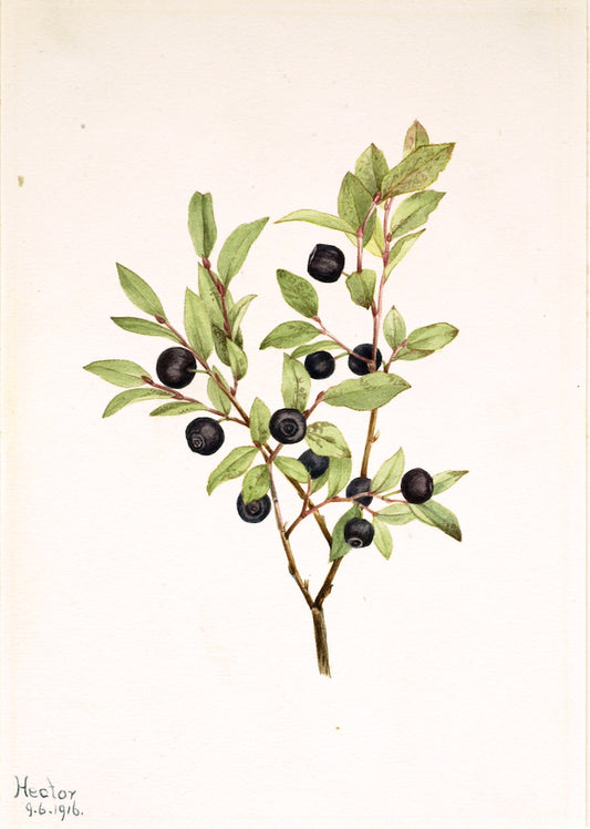 Big Whortleberry (Vaccinium membranaceum), vintage artwork by Mary Vaux Walcott, 12x8" (A4) Poster