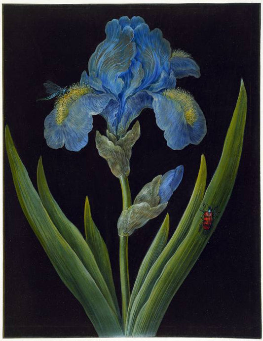 Iris germanica (Blue Iris) with a dragonfly and beetle, vintage artwork by Johann Dietzsch, 12x8" (A4) Poster