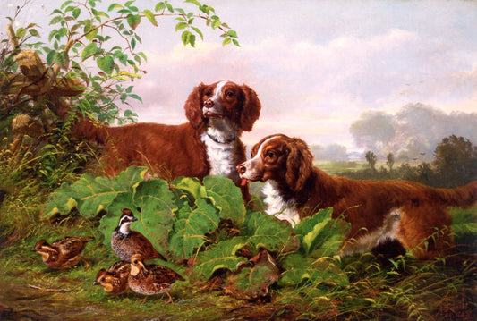 Two Setters and Quail, vintage artwork by Arthur Fitzwilliam Tait, A3 (16x12") Poster Print