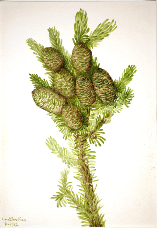 Balsam Fir (Albies fraseri), vintage artwork by Mary Vaux Walcott, 12x8" (A4) Poster