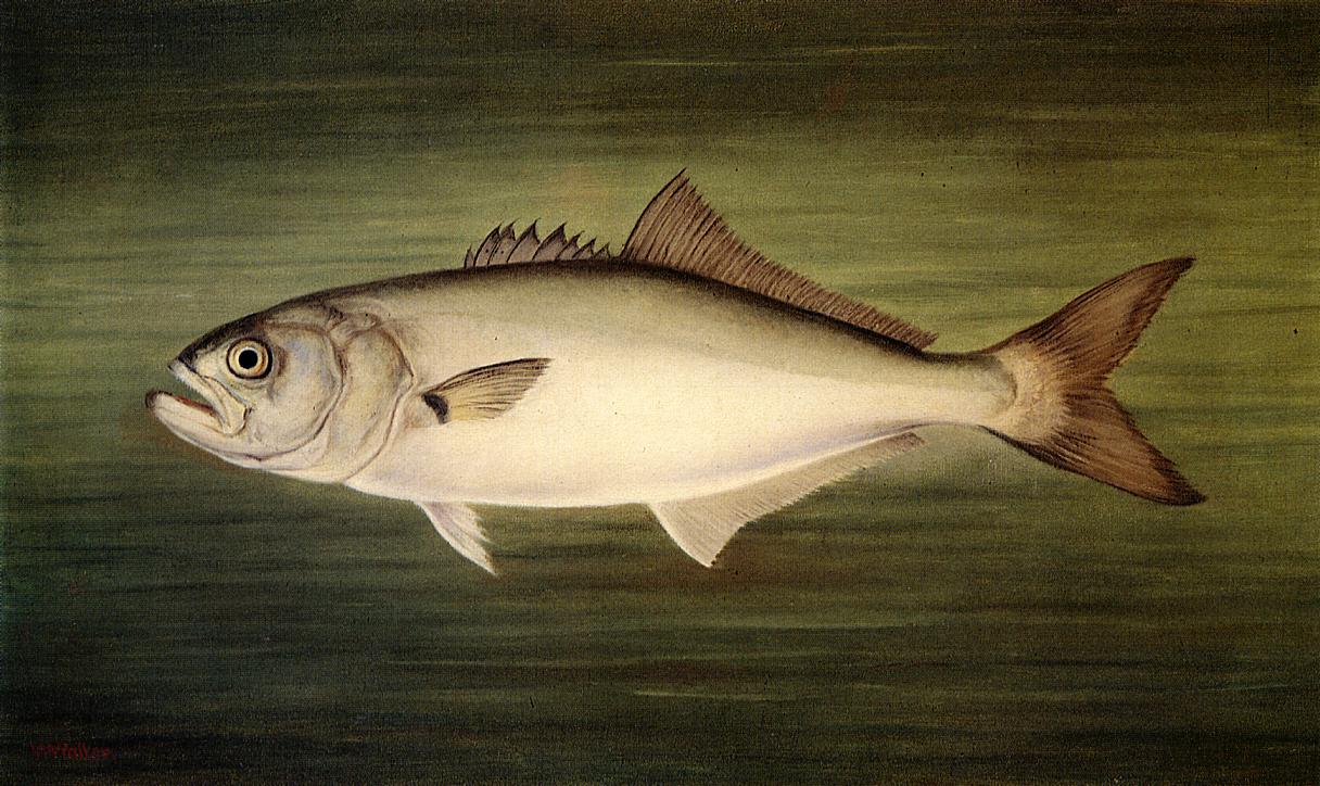 Blue Fish, vintage artwork by William Aiken Walker, 12x8" (A4) Poster