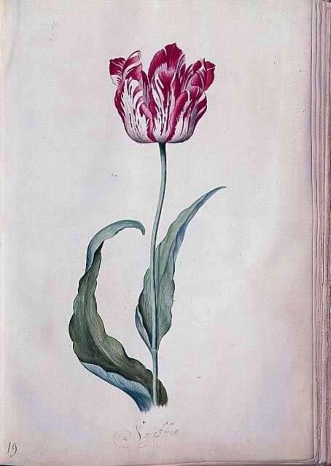 Tulip Book, vintage artwork by Judith Leyster, 12x8" (A4) Poster