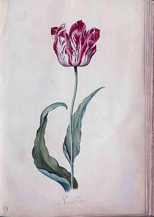 Tulip Book, vintage artwork by Judith Leyster, 12x8" (A4) Poster