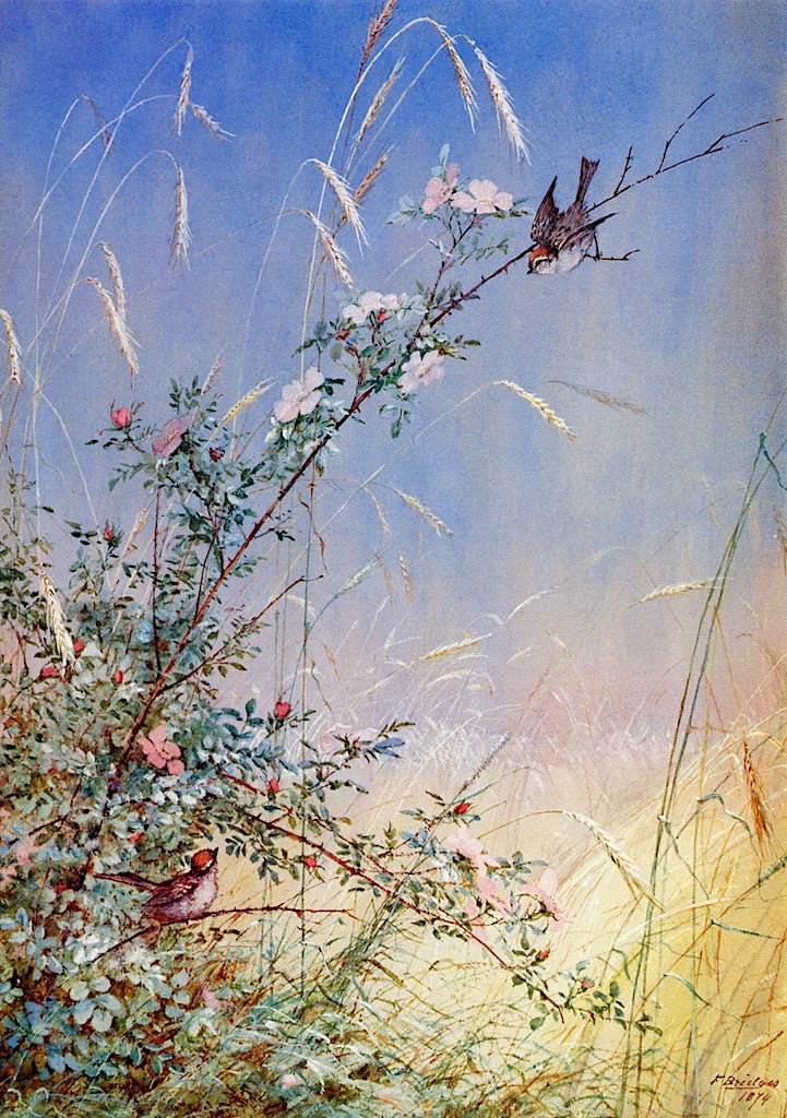 Wild Roses Among Rye, vintage artwork by Fidelia Bridges, 12x8" (A4) Poster