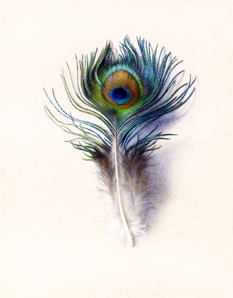 Peacock Feather, vintage artwork by Charles Herbert Moore, 12x8" (A4) Poster