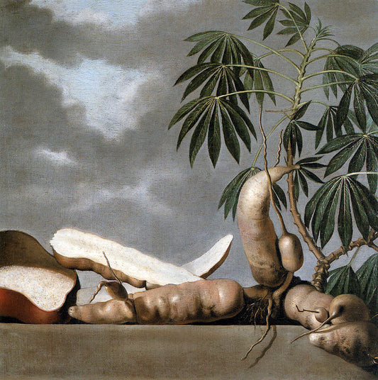 Manioc, vintage artwork by Albert Eckhout, 12x8" (A4) Poster