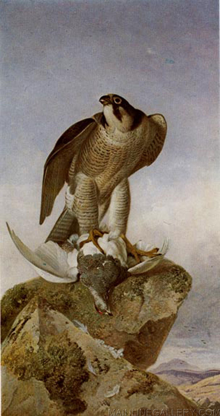 Falcon with a Ptarmigan, vintage artwork by Richard Ansdell, A3 (16x12