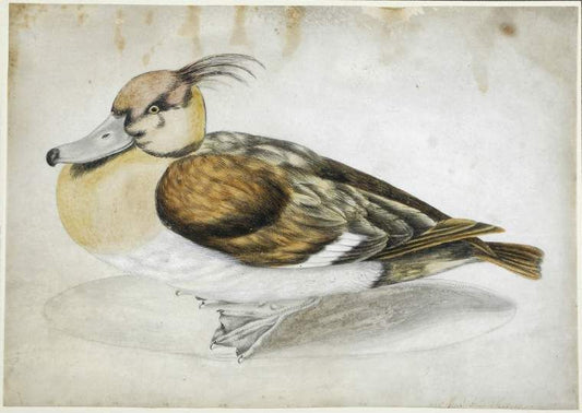 A Merganser Duck, vintage artwork by Maria Sybilla Merian, 12x8" (A4) Poster