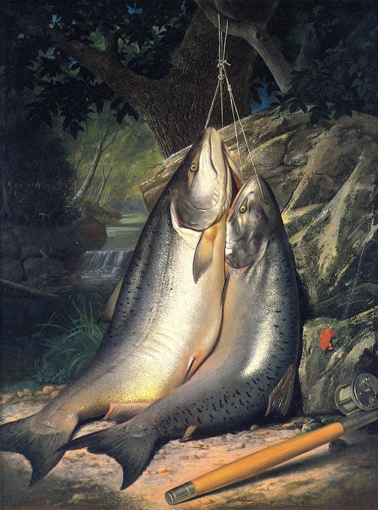 Steelhead Salmon, vintage artwork by Samuel Marsden Brookes, A3 (16x12") Poster Print
